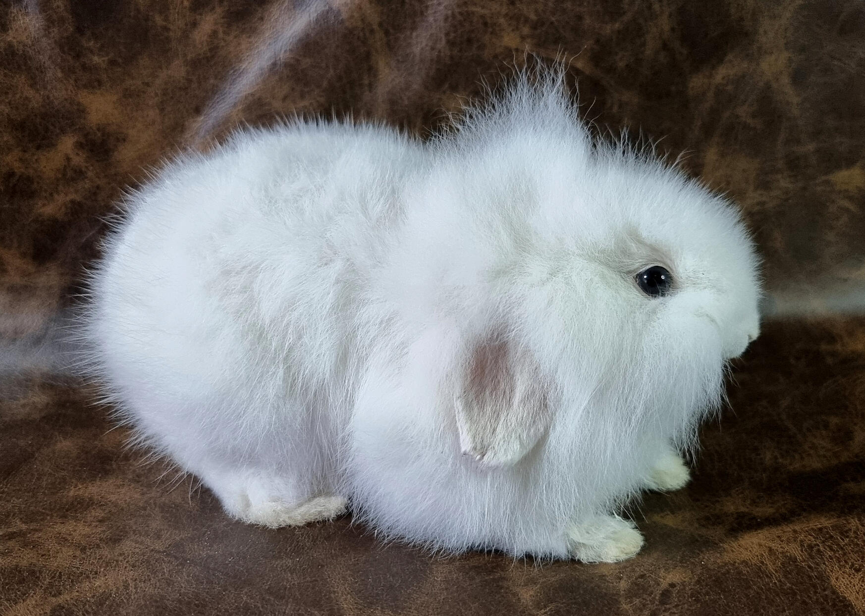 White rabbit White rabbit